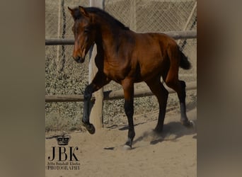 Andaluces, Yegua, 2 años, 160 cm, Musgo