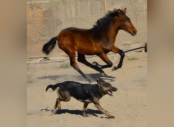 Andaluces, Yegua, 2 años, 160 cm, Musgo