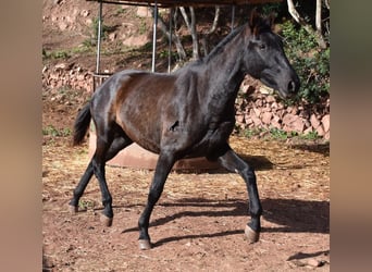 Andaluces, Yegua, 2 años, 160 cm, Negro