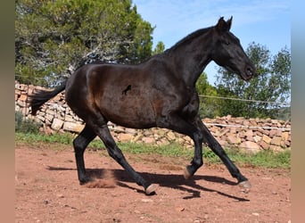 Andaluces, Yegua, 2 años, 160 cm, Negro