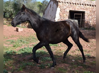Andaluces, Yegua, 2 años, 160 cm, Negro