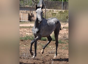 Andaluces, Yegua, 2 años, 160 cm, Tordo