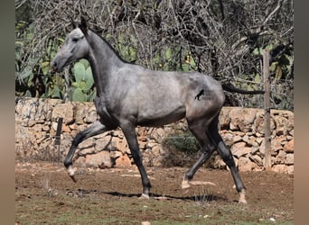 Andaluces, Yegua, 2 años, 160 cm, Tordo