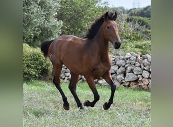 Andaluces, Yegua, 2 años, 162 cm, Castaño