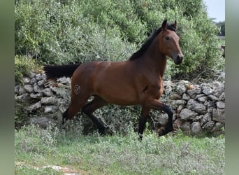 Andaluces, Yegua, 2 años, 162 cm, Castaño