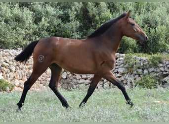 Andaluces, Yegua, 2 años, 162 cm, Castaño