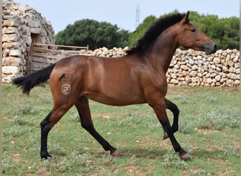Andaluces, Yegua, 2 años, 162 cm, Castaño