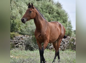 Andaluces, Yegua, 2 años, 162 cm, Castaño