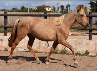 Andaluces, Yegua, 2 años, 162 cm, Palomino