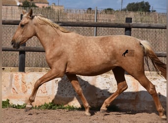 Andaluces, Yegua, 2 años, 162 cm, Palomino