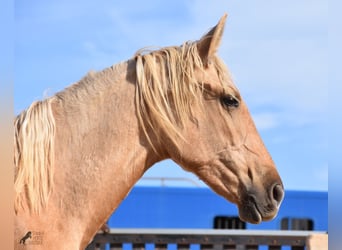 Andaluces, Yegua, 2 años, 162 cm, Palomino