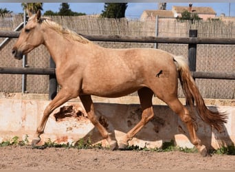 Andaluces, Yegua, 2 años, 162 cm, Palomino