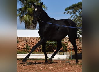 Andaluces, Yegua, 2 años, 165 cm, Negro