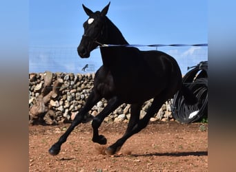 Andaluces, Yegua, 2 años, 165 cm, Negro