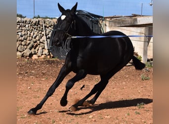 Andaluces, Yegua, 2 años, 165 cm, Negro