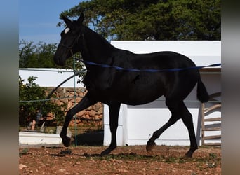 Andaluces, Yegua, 2 años, 165 cm, Negro