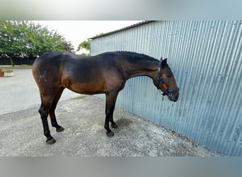 Andaluces, Yegua, 2 años, 170 cm, Castaño oscuro