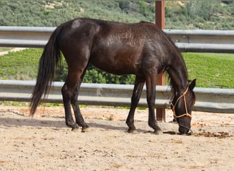Andaluces, Yegua, 3 años, 145 cm, Negro