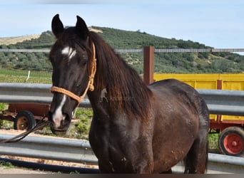 Andaluces, Yegua, 3 años, 145 cm, Negro