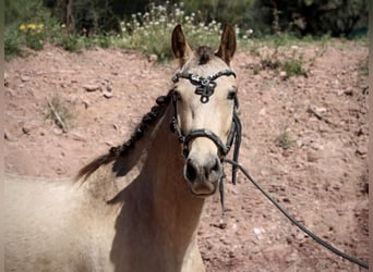 Andaluces, Yegua, 3 años, 150 cm, Buckskin/Bayo