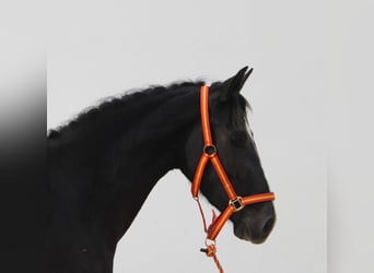 Andaluces, Yegua, 3 años, 152 cm, Negro