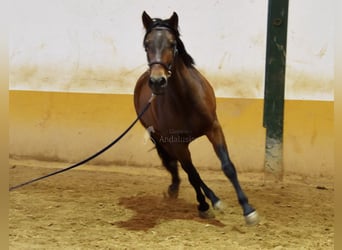 Andaluces, Yegua, 3 años, 153 cm, Castaño