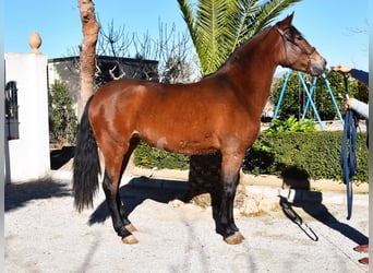 Andaluces, Yegua, 3 años, 153 cm, Castaño