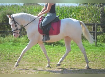 Andaluces, Yegua, 3 años, 154 cm, Cremello