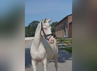 Andaluces, Yegua, 3 años, 154 cm, Cremello