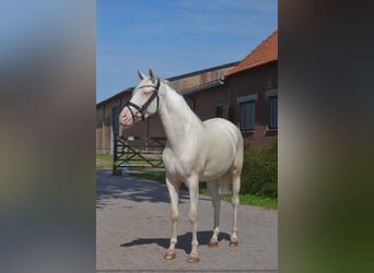 Andaluces, Yegua, 3 años, 154 cm, Cremello