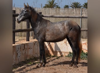 Andaluces, Yegua, 3 años, 154 cm, Tordo