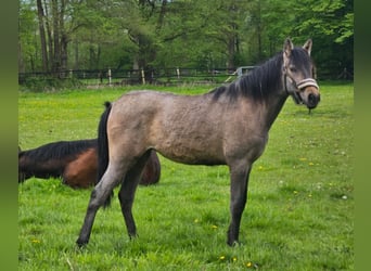 Andaluces, Yegua, 3 años, 155 cm, Musgo marrón