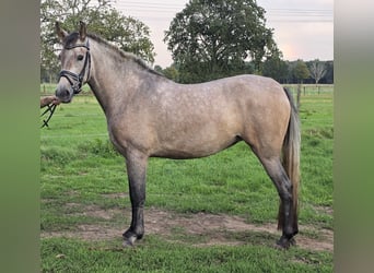 Andaluces, Yegua, 3 años, 155 cm, Musgo marrón