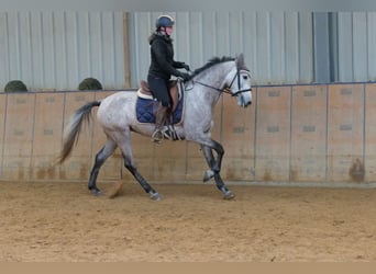 Andaluces, Yegua, 3 años, 155 cm, Tordo