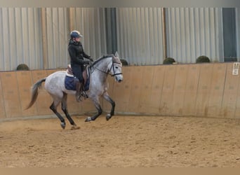 Andaluces, Yegua, 3 años, 155 cm, Tordo