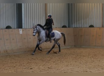 Andaluces, Yegua, 3 años, 155 cm, Tordo