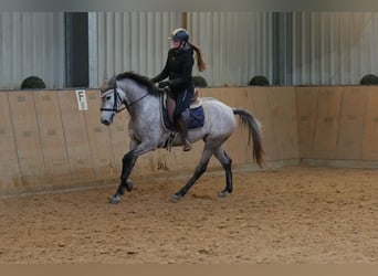 Andaluces, Yegua, 3 años, 155 cm, Tordo