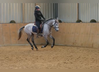 Andaluces, Yegua, 3 años, 155 cm, Tordo