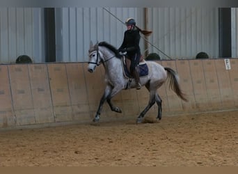 Andaluces, Yegua, 3 años, 155 cm, Tordo