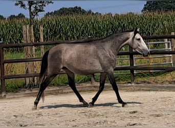 Andaluces, Yegua, 3 años, 155 cm, Tordo