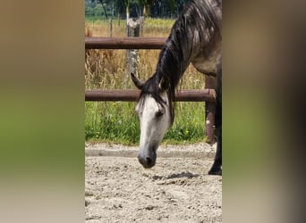 Andaluces, Yegua, 3 años, 155 cm, Tordo
