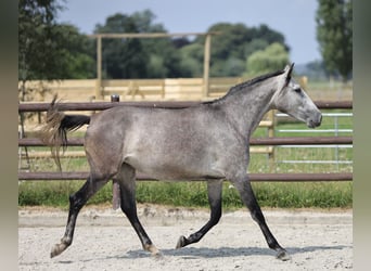 Andaluces, Yegua, 3 años, 155 cm, Tordo