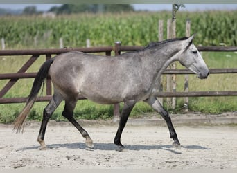 Andaluces, Yegua, 3 años, 155 cm, Tordo
