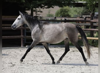 Andaluces, Yegua, 3 años, 155 cm, Tordo