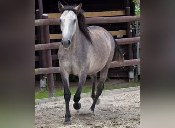 Andaluces, Yegua, 3 años, 155 cm, Tordo
