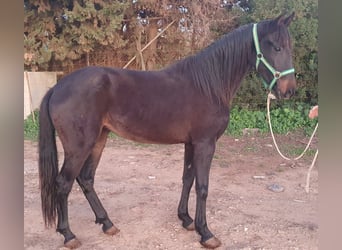 Andaluces, Yegua, 3 años, 156 cm, Negro