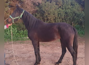 Andaluces, Yegua, 3 años, 156 cm, Negro