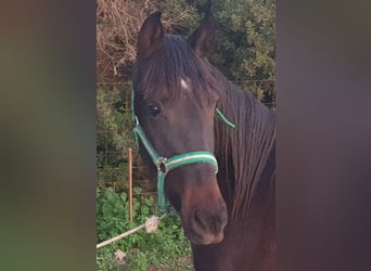 Andaluces, Yegua, 3 años, 156 cm, Negro