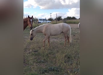 Andaluces, Yegua, 3 años, 157 cm, Palomino