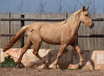 Andaluces, Yegua, 3 años, 157 cm, Palomino